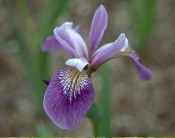 iris_versicolor.jpg