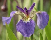 iris_setosa.jpg