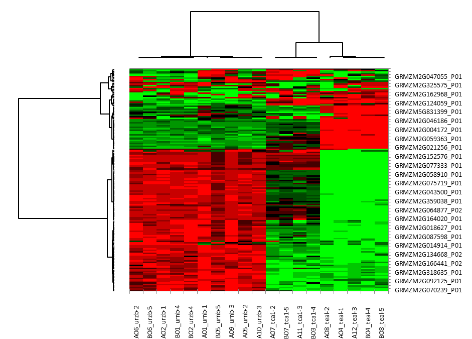 heat map heat map