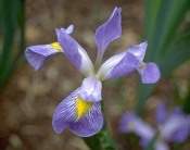 iris_virginica.jpg